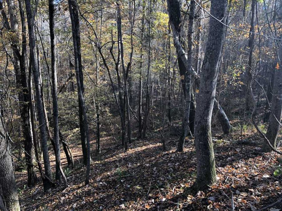 78 Acres Land for Sale Lamar County, Alabama - Mossy Oak ...